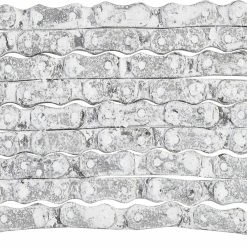 CERAMICSPEED UFO Sram AXS Road 12-fach Kette